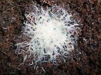 Grindal Worm Culture (Enchytraeus buchholzi) Canada | Live Fish Food Starter Culture