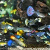 Fancy Female Guppies (Poecilia reticulata) for Sale Canada | Freshwater Aquarium Fish