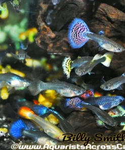 Fancy Female Guppies (Poecilia reticulata) for Sale Canada | Freshwater Aquarium Fish