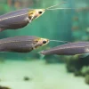 Glass Catfish (Kryptopterus bicirrhis) for Sale Canada | Transparent Ghost Catfish