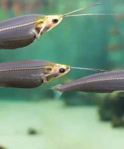 Glass Catfish (Kryptopterus bicirrhis) for Sale Canada | Transparent Ghost Catfish