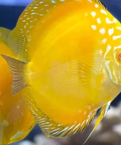 DISCUS GOLDEN CRYSTAL *Symphysodon aequifasciatus* 3"