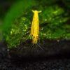 Yellow Goldenback Shrimp (Neocaridina davidi var.) Taiwan S Grade for Sale Canada | Premium Aquarium Shrimp