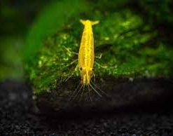 Yellow Goldenback Shrimp (Neocaridina davidi var.) Taiwan S Grade for Sale Canada | Premium Aquarium Shrimp