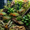 Green Fire Tetra (Aphyocharax rathbuni) For Sale Canada | Vibrant Schooling Fish