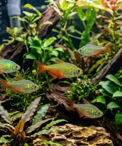 Green Fire Tetra (Aphyocharax rathbuni) For Sale Canada | Vibrant Schooling Fish