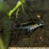 Habrosus Corydoras (Corydoras habrosus) for Sale Canada | Salt & Pepper Pygmy Cory