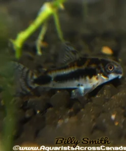 Habrosus Corydoras (Corydoras habrosus) for Sale Canada | Salt & Pepper Pygmy Cory