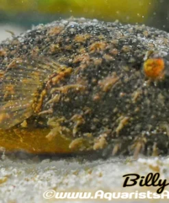 Hairy Puffer (Pao baileyi | Tetraodon baileyi) for Sale Canada | Rare Freshwater Puffer Fish