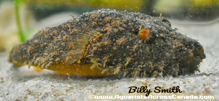 Hairy Puffer (Pao baileyi | Tetraodon baileyi) for Sale Canada | Rare Freshwater Puffer Fish