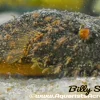 Hairy Puffer (Pao baileyi) Canada | Buy Hairy Puffer Fish Online