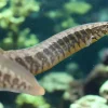 Large Half Banded Spiny Eel (Macrognathus circumcinctus) for Sale Canada | Dwarf Freshwater Spiny Eel
