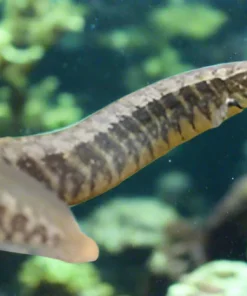 Large Half Banded Spiny Eel (Macrognathus circumcinctus) for Sale Canada | Dwarf Freshwater Spiny Eel