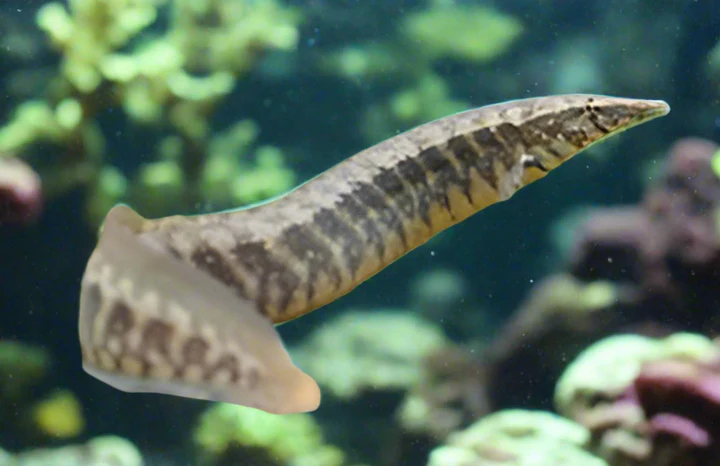 Large Half Banded Spiny Eel (Macrognathus circumcinctus) for Sale Canada | Dwarf Freshwater Spiny Eel