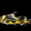 Harlequin Lancer Catfish (Bagrichthys macracanthus) for Sale Canada | Rare Catfish