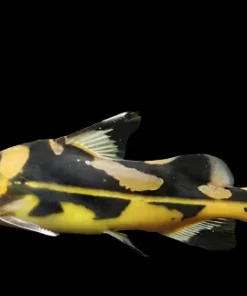 Harlequin Lancer Catfish (Bagrichthys macracanthus) for Sale Canada | Rare Catfish