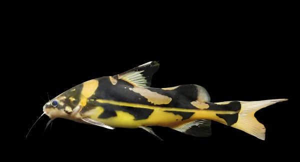 Harlequin Lancer Catfish (Bagrichthys macracanthus) for Sale Canada | Rare Catfish