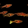 HARLEQUIN RASBORA (Trigonostigma heteromorpha)