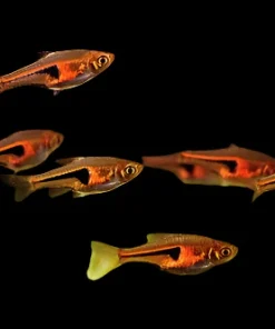 HARLEQUIN RASBORA (Trigonostigma heteromorpha)