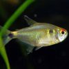 Head and Tail Light Tetra (Hemigrammus ocellifer) For Sale Canada | Peaceful Schooling Fish
