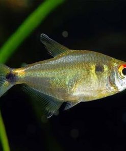 Head and Tail Light Tetra (Hemigrammus ocellifer) For Sale Canada | Peaceful Schooling Fish