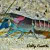 Hoa Creek Lobster (Cherax pulcher) for Sale Canada | Rare Freshwater Crayfish