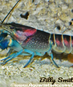 Hoa Creek Lobster (Cherax pulcher) for Sale Canada | Rare Freshwater Crayfish