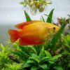 Honey Fire Gourami (Trichogaster chuna) for Sale Canada | Peaceful Freshwater Gourami