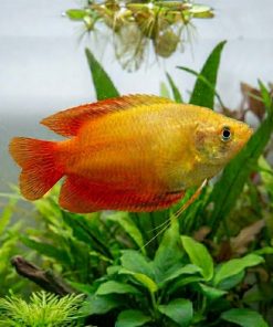 Honey Fire Gourami (Trichogaster chuna) for Sale Canada | Peaceful Freshwater Gourami