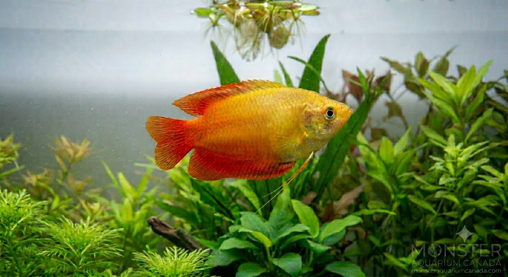 Honey Fire Gourami (Trichogaster chuna) for Sale Canada | Peaceful Freshwater Gourami