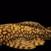 Green Dragon Bristlenose Longfin for Sale in Canada | Buy Green Dragon Pleco
