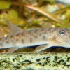Horseface Loach (Acantopsis choirorhynchos) for Sale Canada | Freshwater Loach