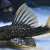 Hypostomus luteus Phase I Rare Pleco for Sale in Canada