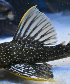 Hypostomus luteus Phase I Rare Pleco for Sale in Canada