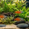 Iriani Red Rainbow (Pseudomugil iriani) for Sale Canada | Rare Nano Rainbowfish