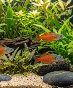 Iriani Red Rainbow (Pseudomugil iriani) for Sale Canada | Rare Nano Rainbowfish