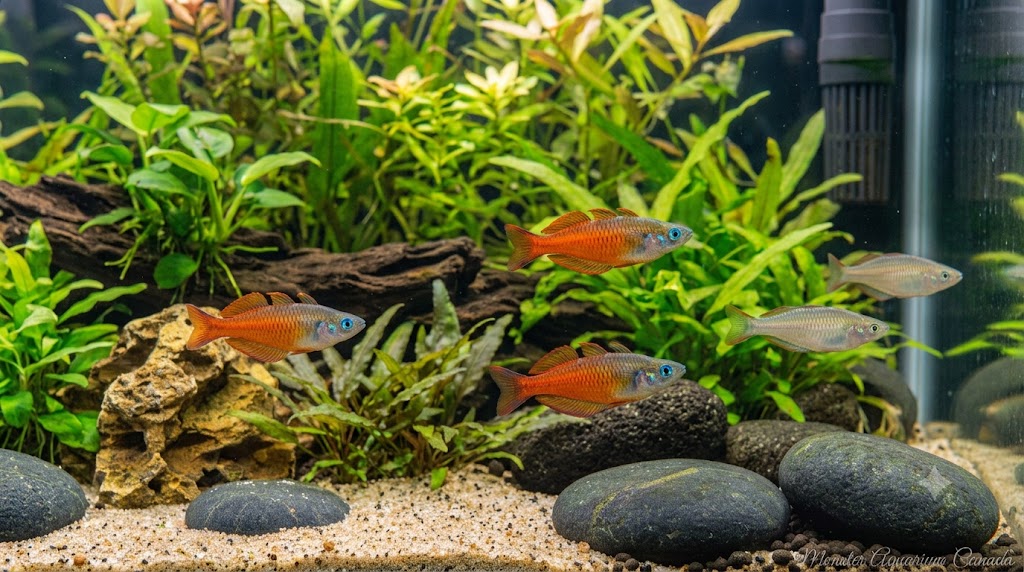 Iriani Red Rainbow (Pseudomugil iriani) for Sale Canada | Rare Nano Rainbowfish