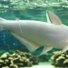 Albino Iridescent Shark (Pangasianodon hypophthalmus) for Sale Canada | Giant Albino Catfish