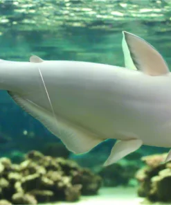 Albino Iridescent Shark (Pangasianodon hypophthalmus) for Sale Canada | Giant Albino Catfish