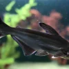 Iridescent Shark (Pangasianodon hypophthalmus) for Sale Canada | Giant Shark Catfish