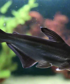 Iridescent Shark (Pangasianodon hypophthalmus) for Sale Canada | Giant Shark Catfish
