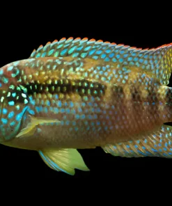 JACK DEMPSEY (Cichlasoma octofasciatum) 2-2.5" 2407