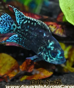 JACK DEMPSEY *Electric Blue* (Cichlasoma octofasciatum .var)