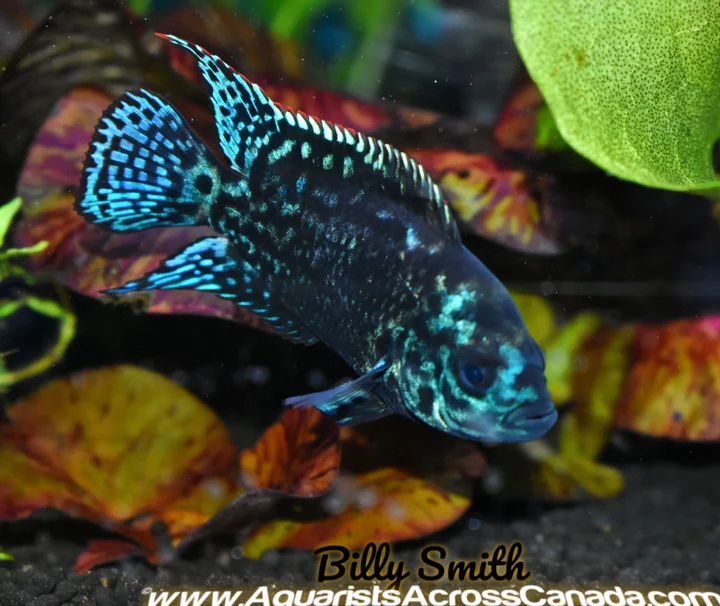 JACK DEMPSEY *Electric Blue* (Cichlasoma octofasciatum .var)
