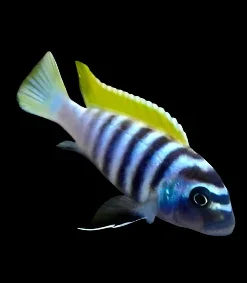 JALO REEF (Cynotilapia zebroides "jalo reef" 3"