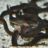 Java Loach (Pangio javanicus) for Sale Canada | Peaceful Bottom Dweller