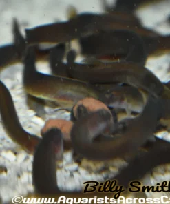 Java Loach (Pangio javanicus) for Sale Canada | Peaceful Bottom Dweller