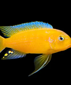 KINGSIZEI (Maylandia .sp Kingsizei *lupingu*