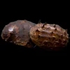 King Koopa Nerite Snail (Neritina juttingae) for Sale Canada | Rare Aquarium Snail