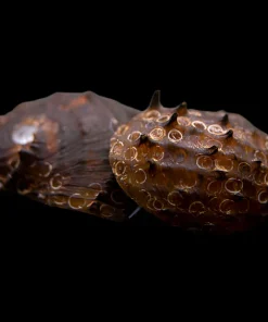 King Koopa Nerite Snail (Neritina juttingae) for Sale Canada | Rare Aquarium Snail